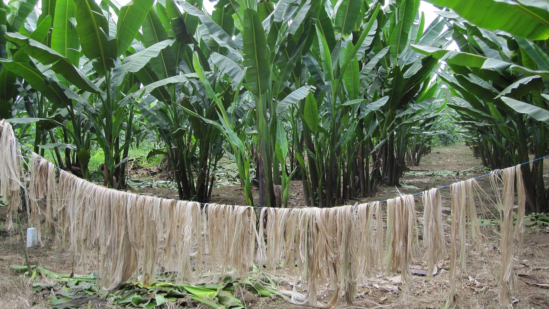 Banana fiber strands washed and laid out for sun drying at the Tangail mill