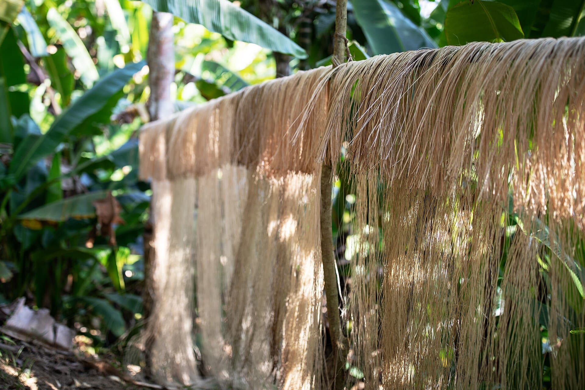 Hand-combed raw banana fiber ready for grading and baling for export