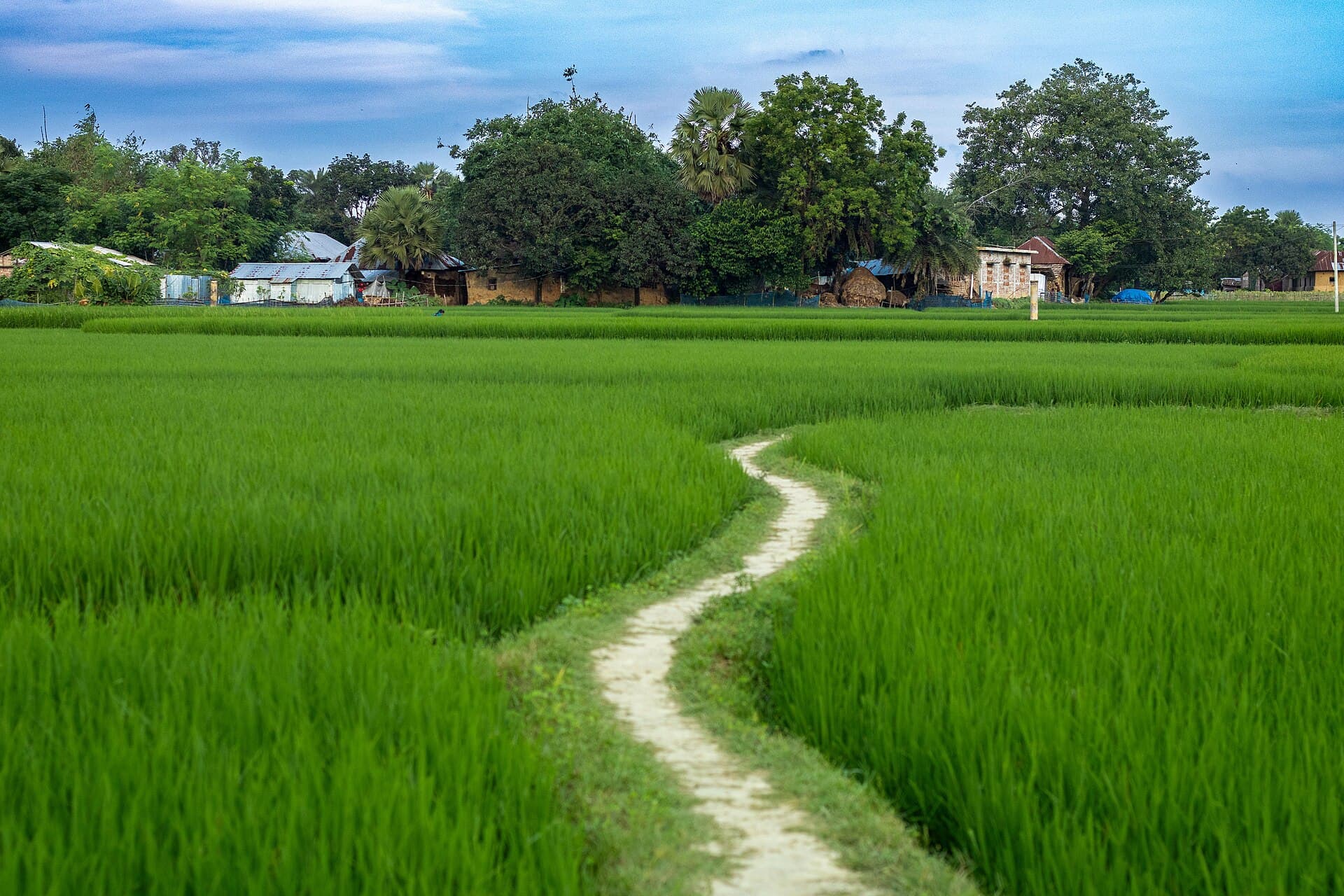 Rural farmland landscape in Tangail, Bangladesh, where Agronest collects banana and pineapple waste