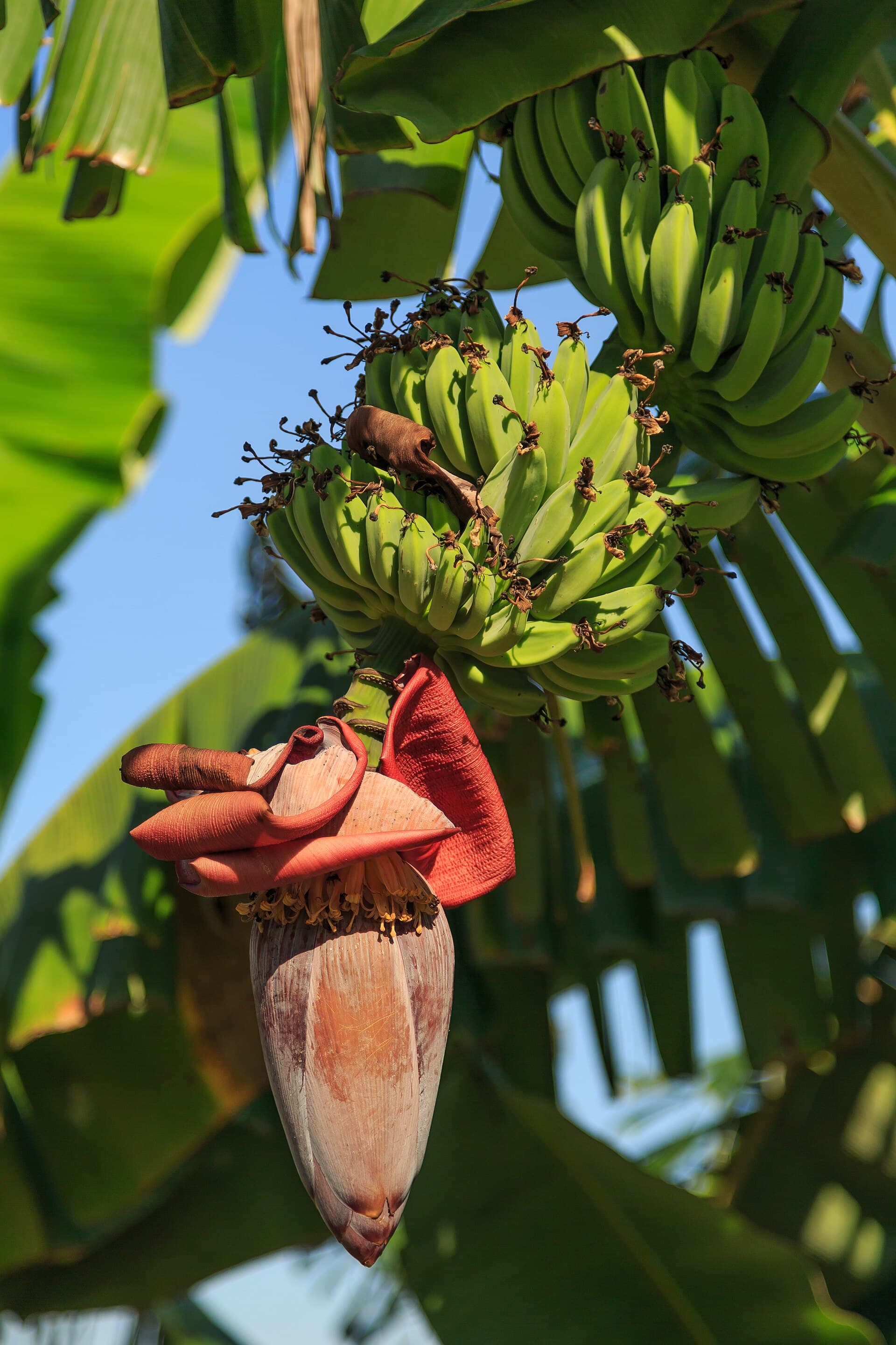 Banana flower in a Tangail plantation — the crop that produces both food and fiber with zero additional land