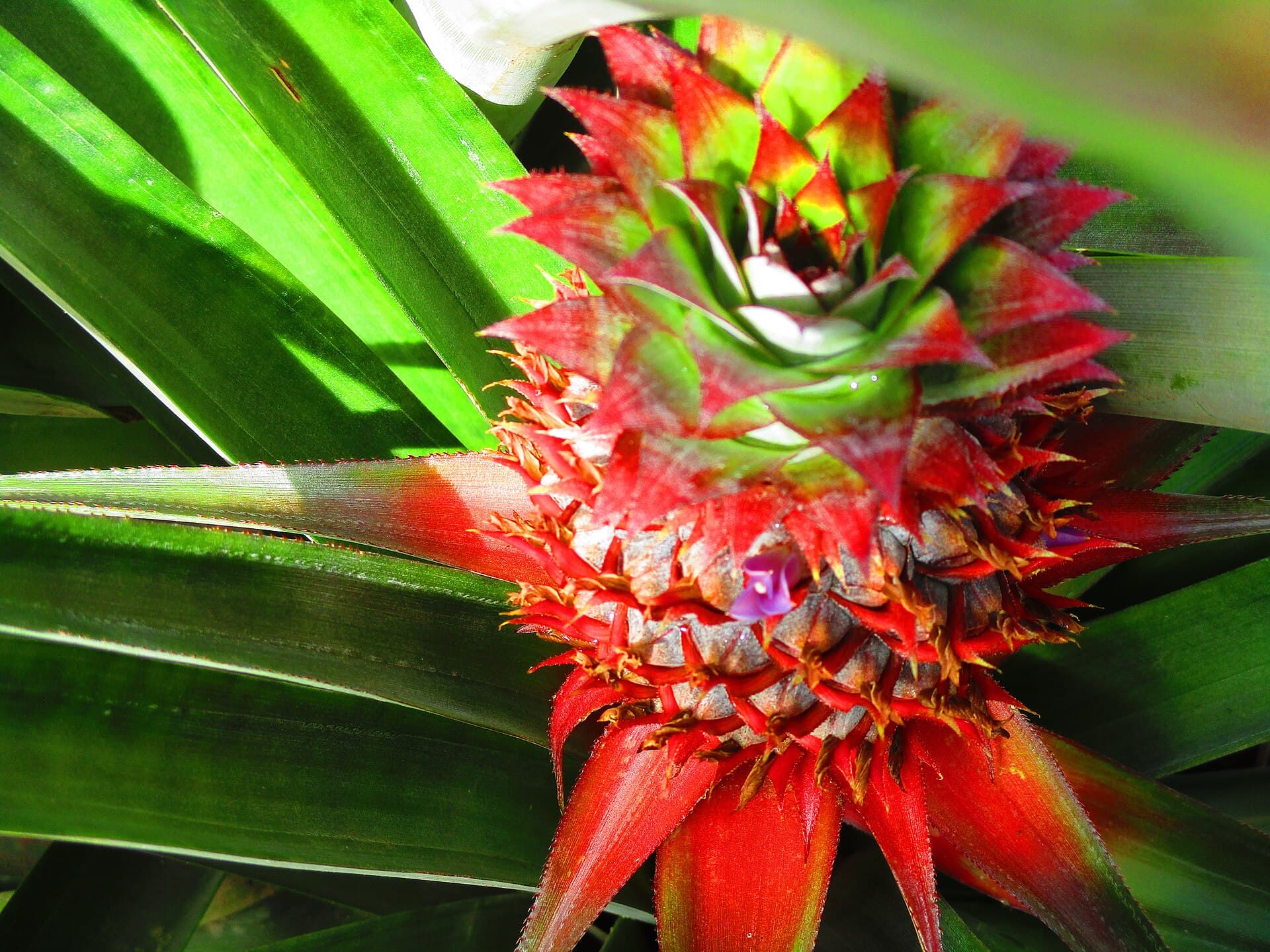 Pineapple leaves collected in Tangail for cottonized pineapple fiber production