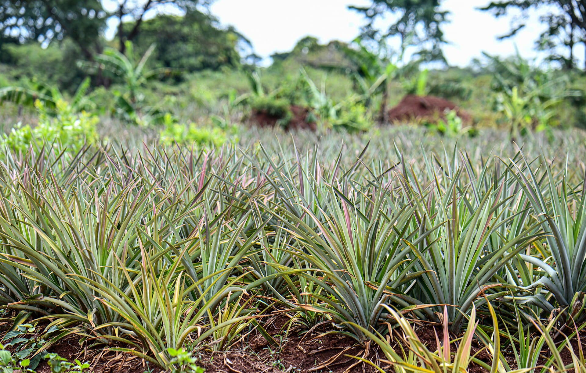 Pineapple plantation in Modhupur, Tangail — farmland that earns from both fruit and fiber waste